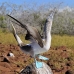 booby_bluefooted_nsey_v_0090_ecu0286.jpg